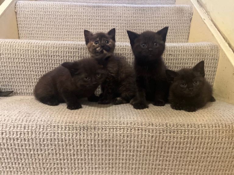 Gorgeous kittens