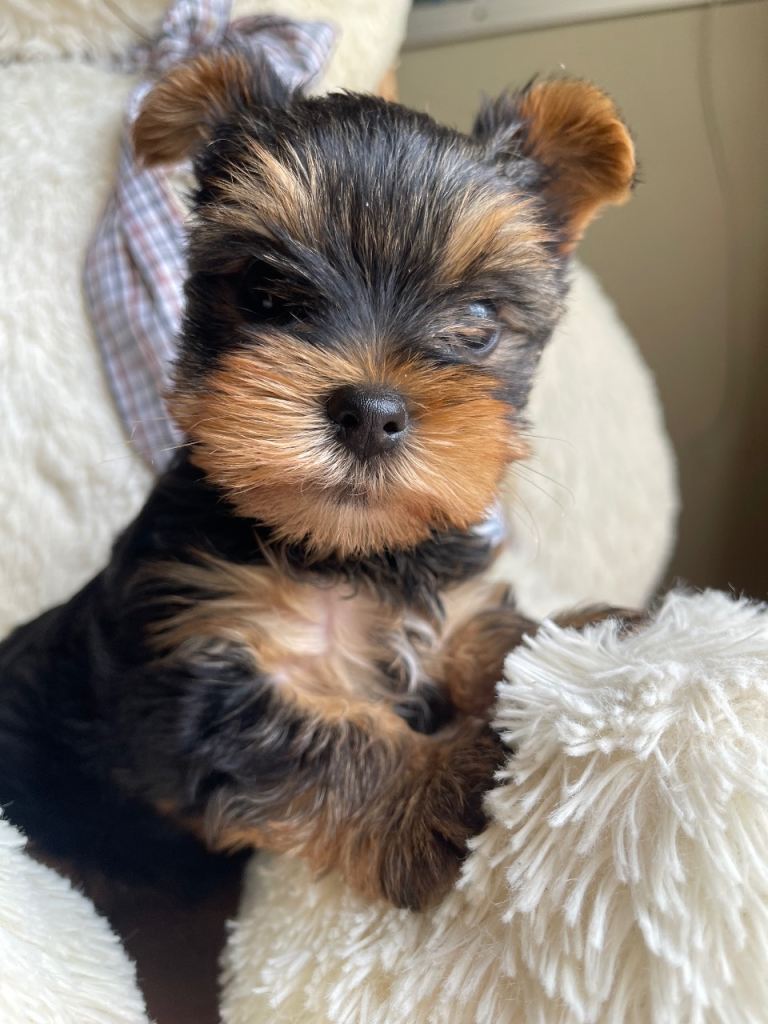 Yorkshire Terrier puppy