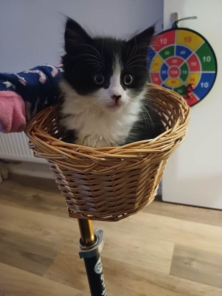 10 week old female kitten