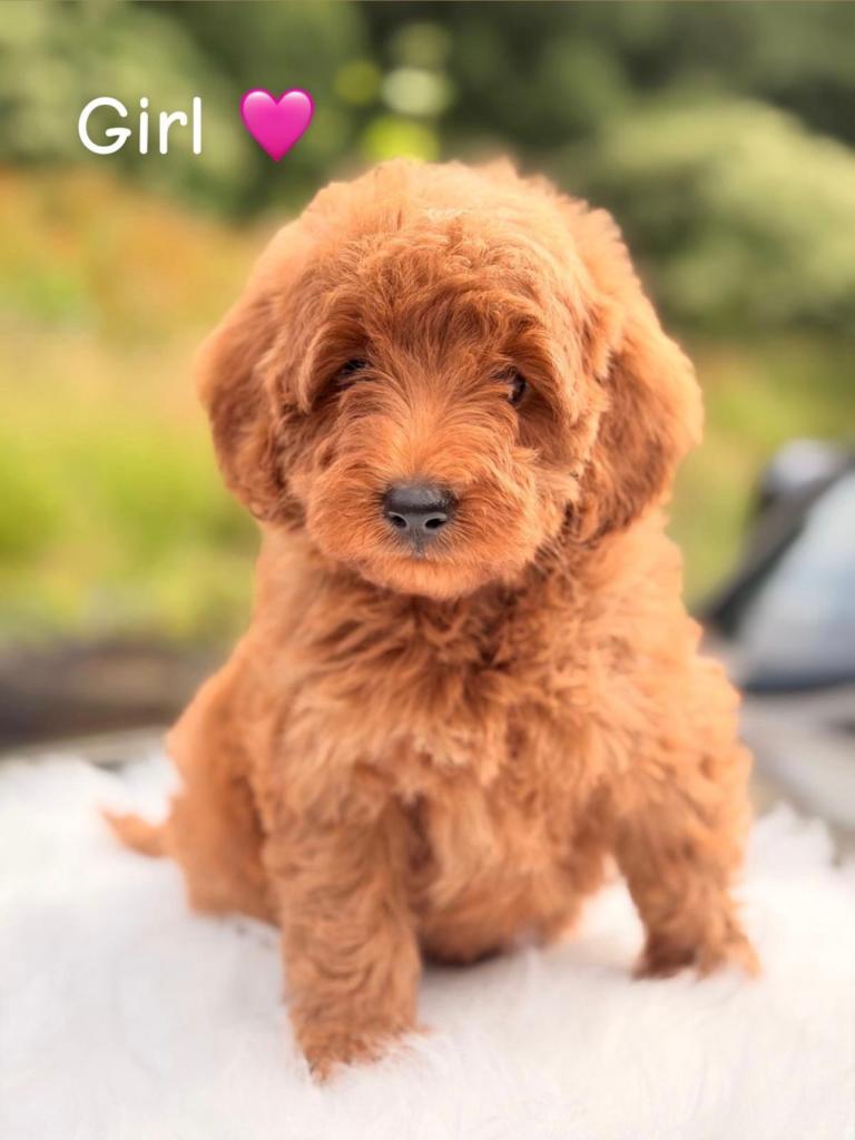 F1B cavapoo puppies 
