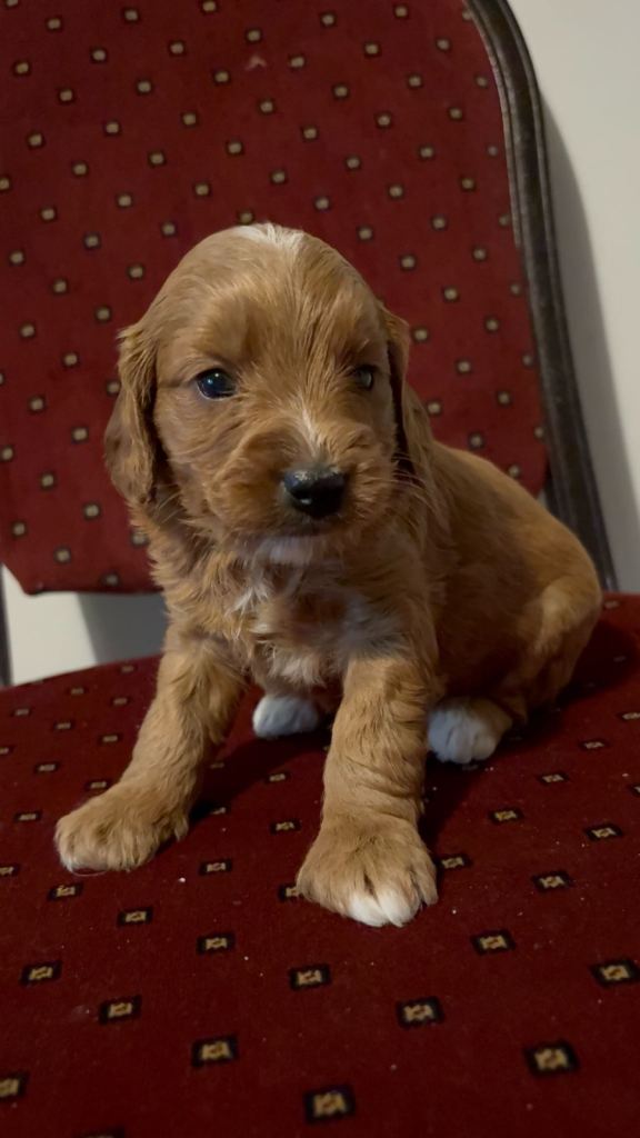 Sproodle puppies 