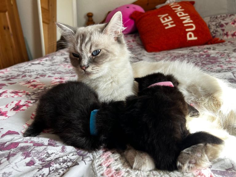 Adorable Ragdoll x Ragamuffin kittens 