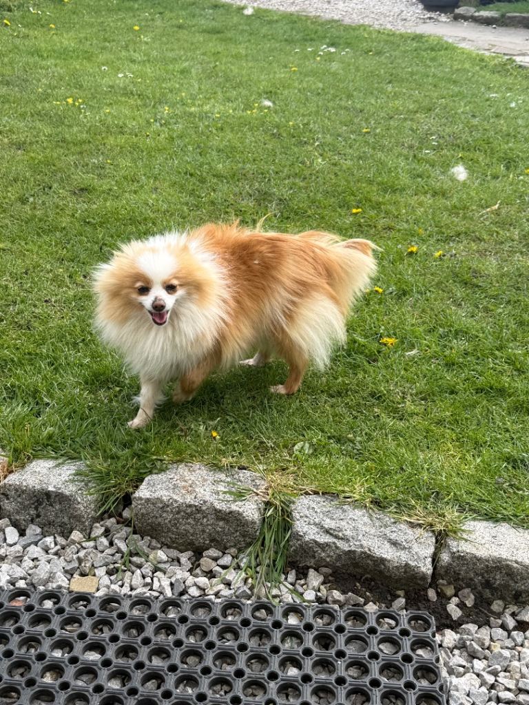 Pomeranian girl for sale