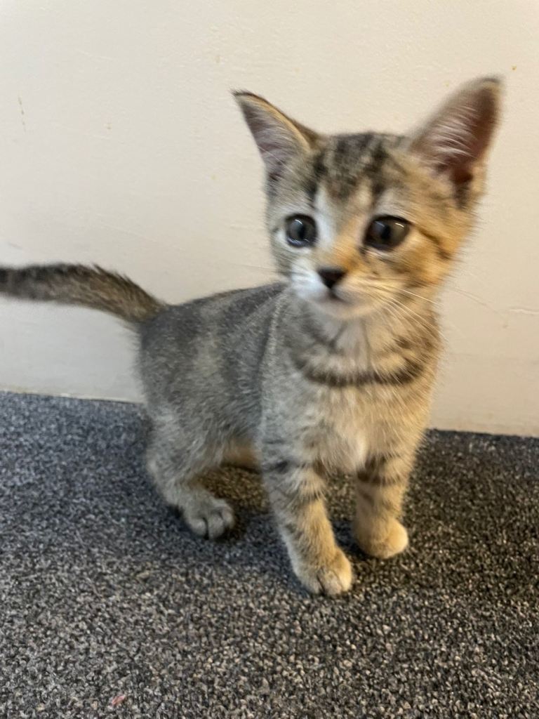 11 Weeks old kitten