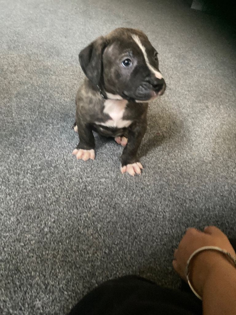 Beautiful Scott American Bulldog x Staffy