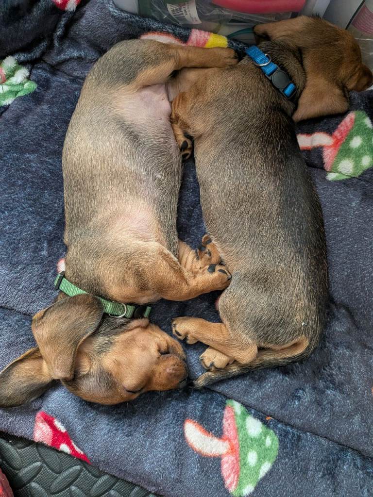Mini Smooth Haired Dachshund Boys