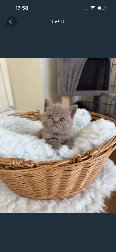 Britişh short hair lilac 1 female 400£
