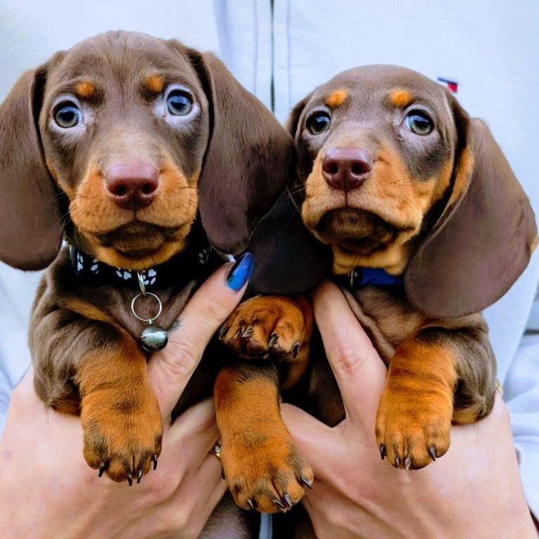 2 Kc registered miniature dachshund boys available 