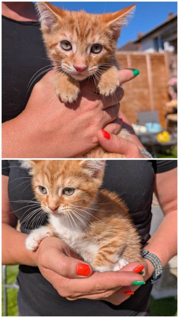 Two lovely little kittens for sale 