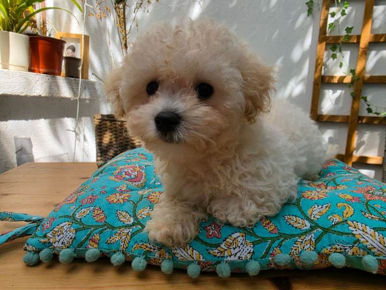 One boy and one Girl  stunning Cavapoochon 10 weeks old looking for a forever home