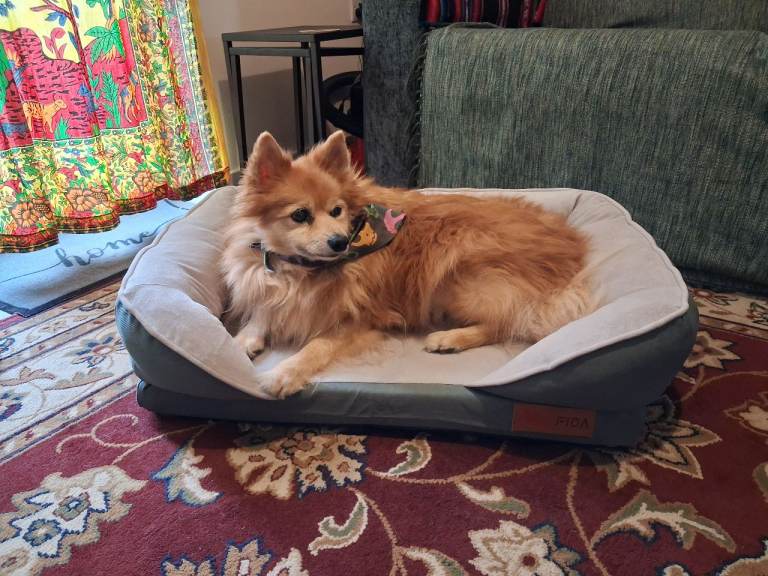 Medium size orthopedic pet bed 