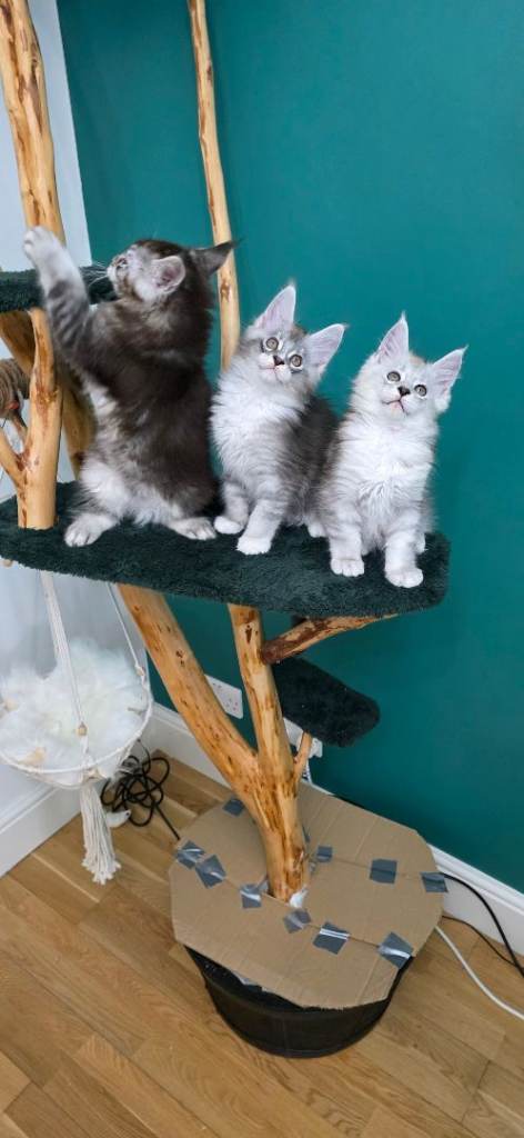 Maine coon kittens