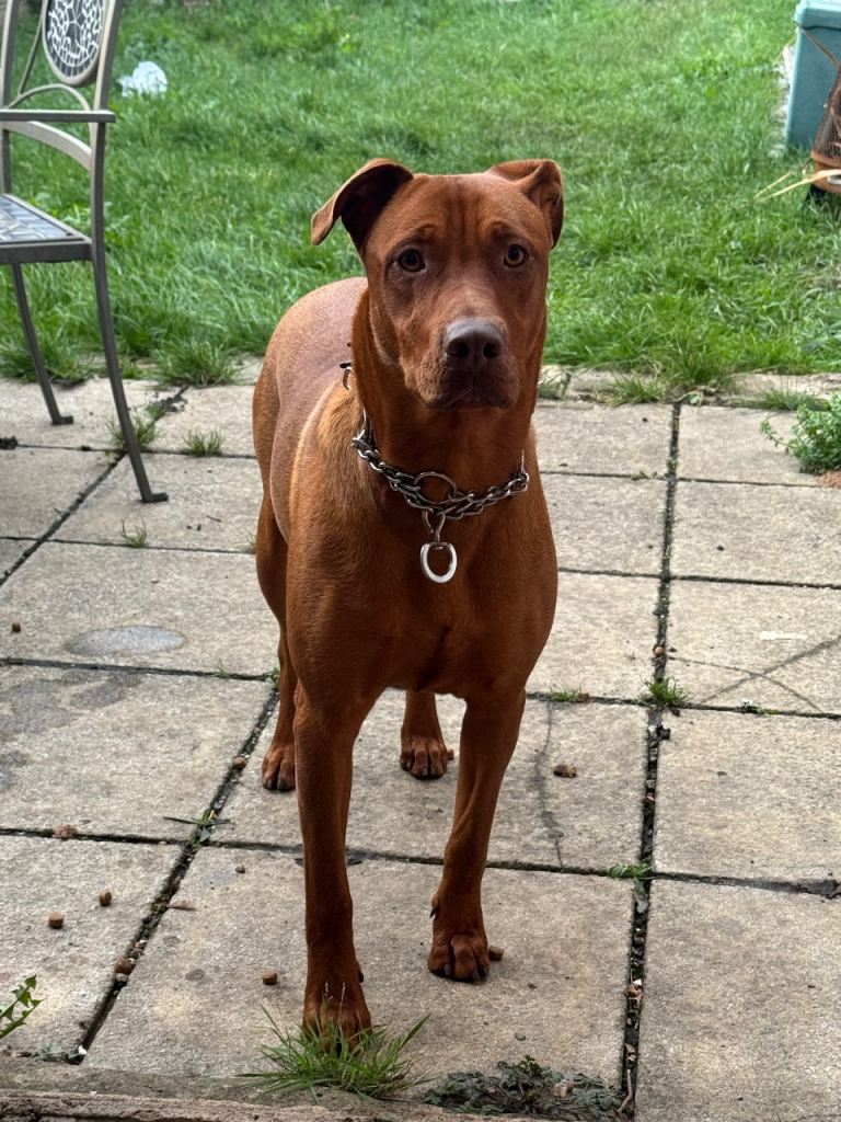 Doberman / American Staffordshire  sale 