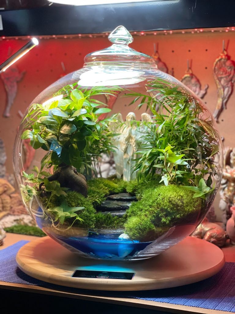 Terrarium Plants Bonsai Real Plants Unique present 