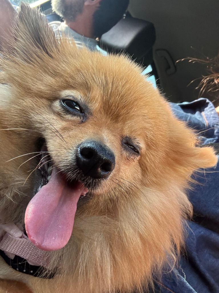 Foxy