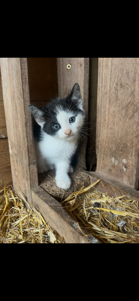 Black & white male kitten 
