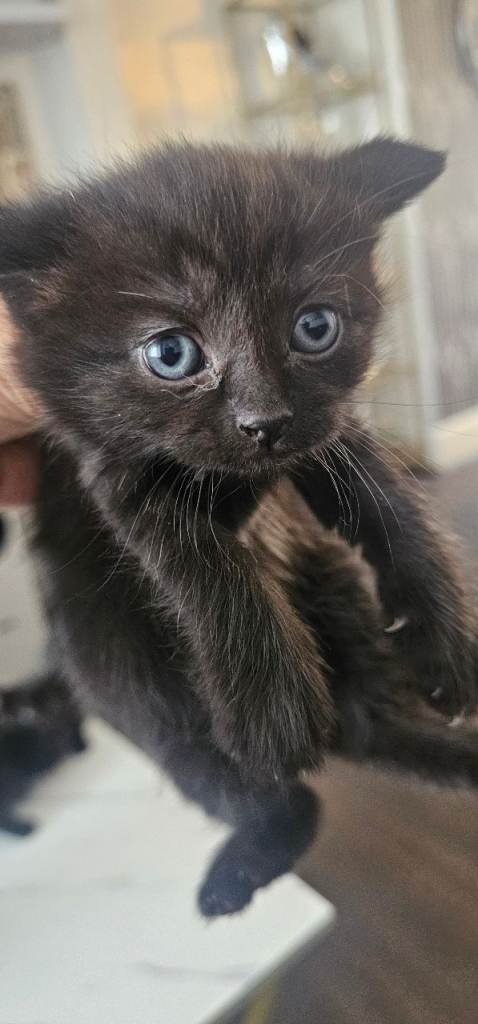 Kittens 