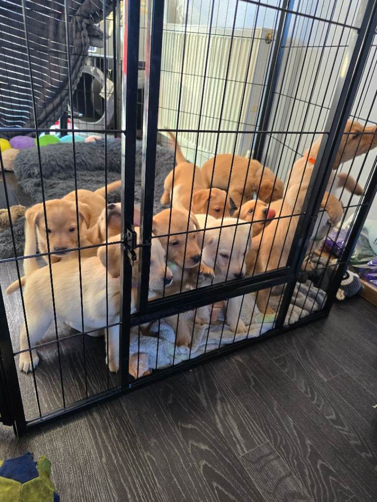 Labrador puppies