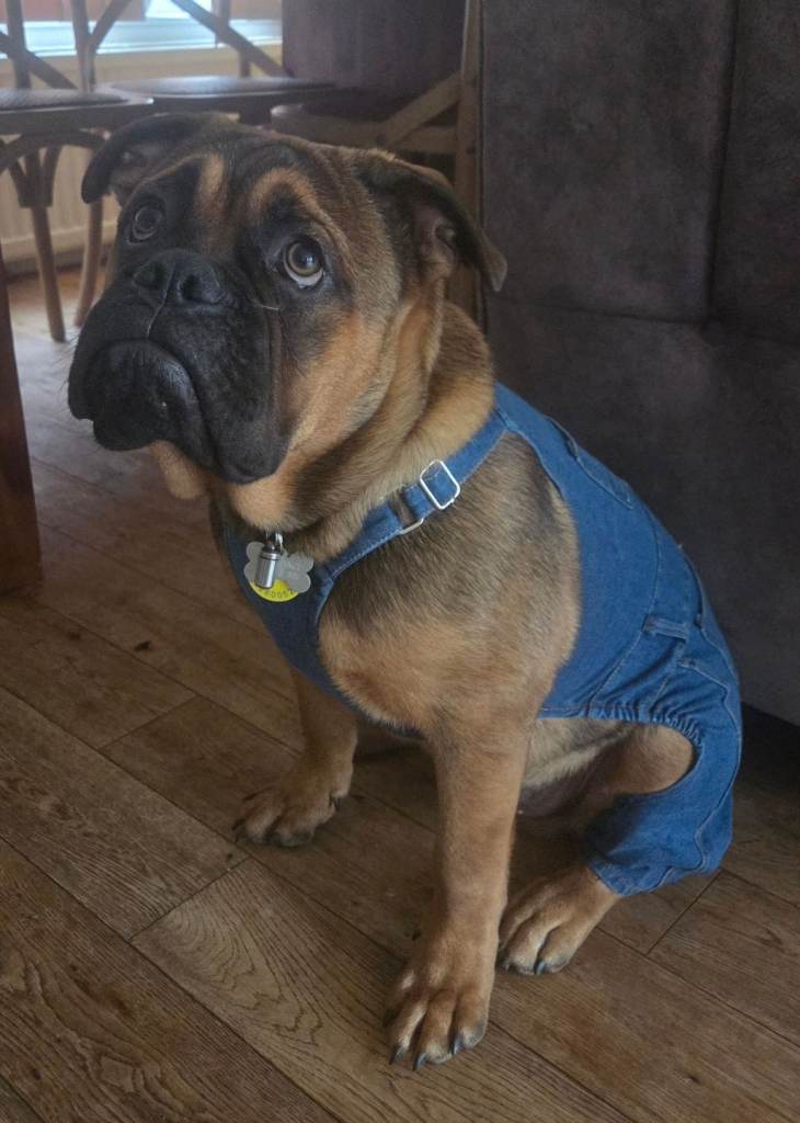 8 month old Chow Chow x Bulldog boy, looking for an adult-only or older-children home