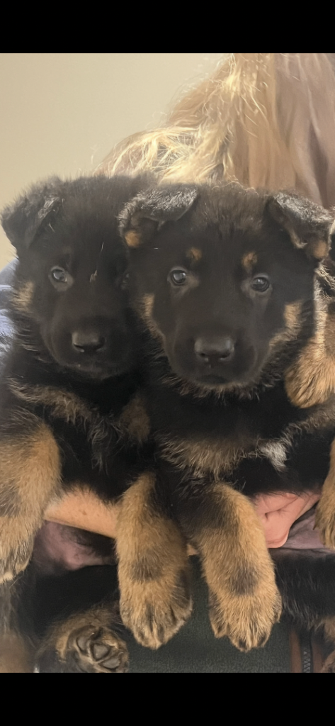 4 beautiful German shepherd girls 🐾😍
