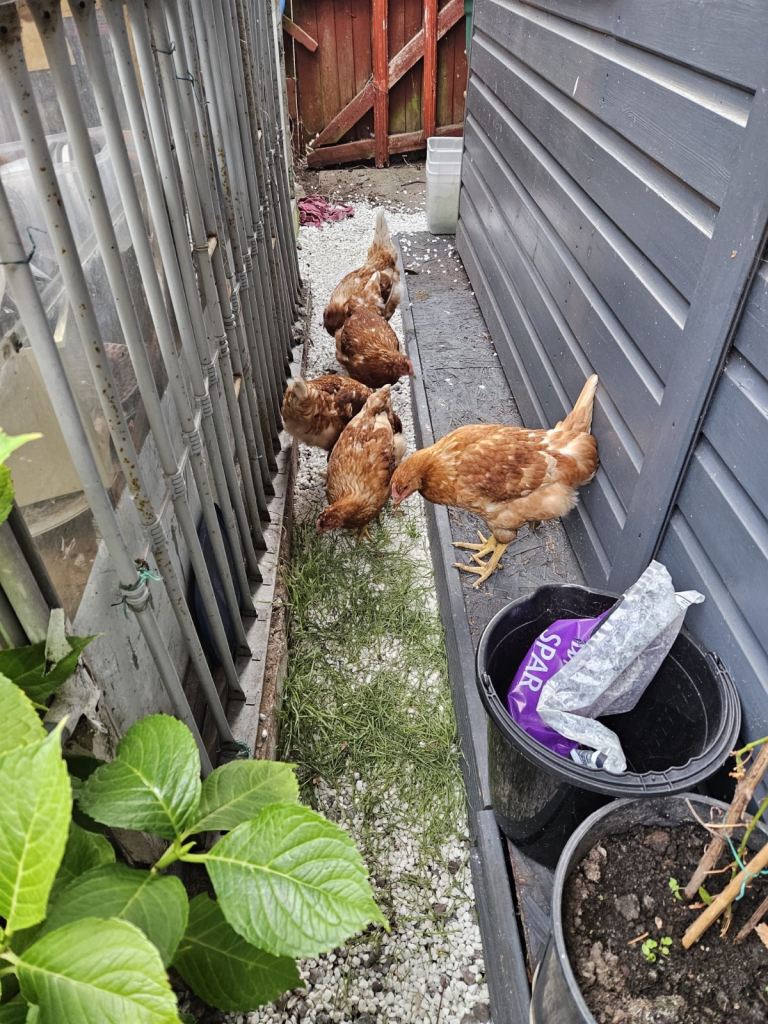 Chickens Hens