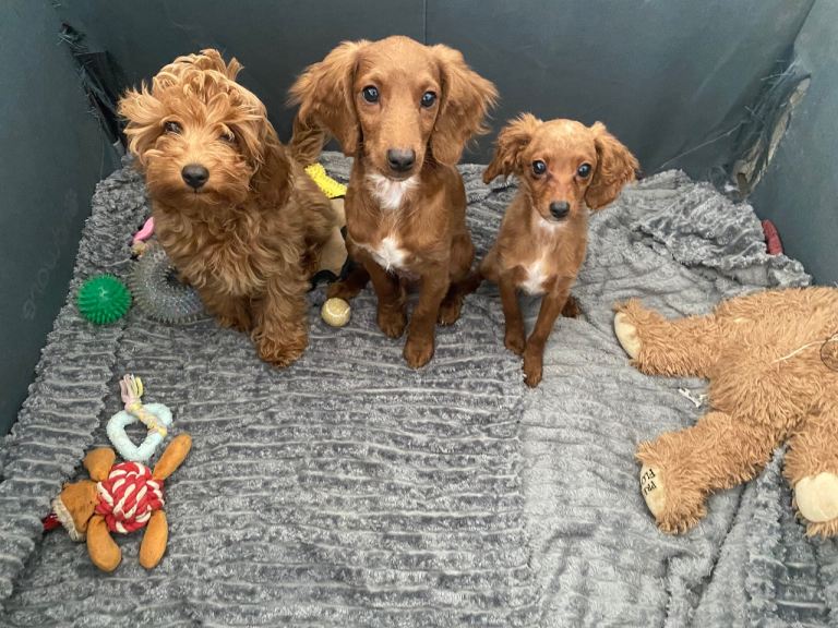 Toy Poodle Cross Puppies, Mum & Dad Seen, London