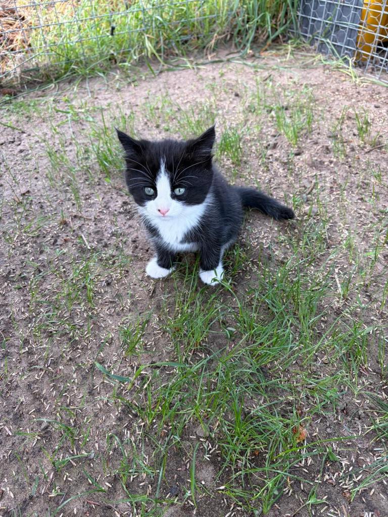 3 kittens ready to go now (2 female & 1 male)