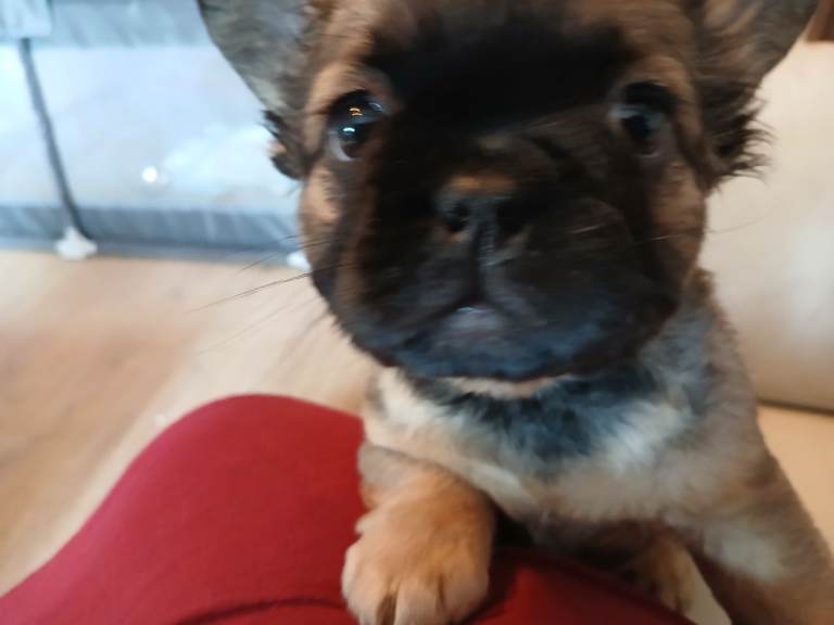 Fluffy frenchies forsale 