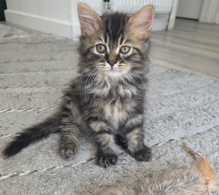 Adorable Persian/Maine Coon breed kittens.
