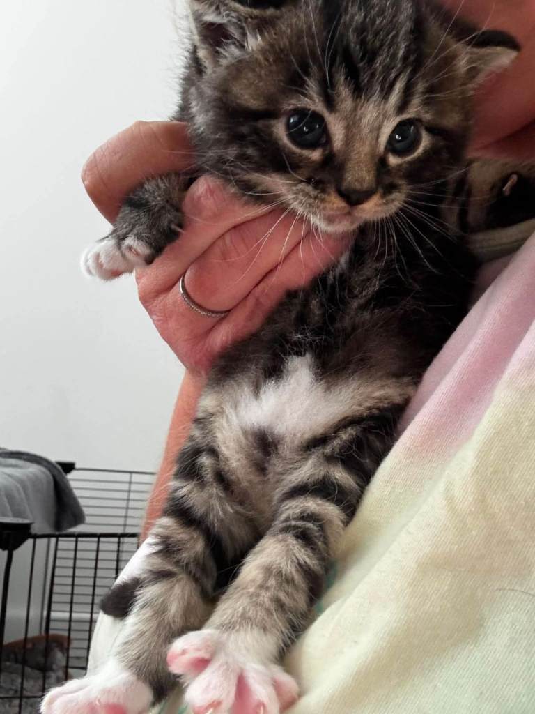 Female kitten 