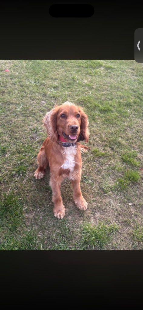 Cocker spaniel 