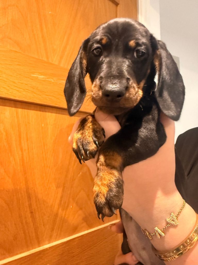 Beautiful dachshund ready to leave 🔥🔥£900