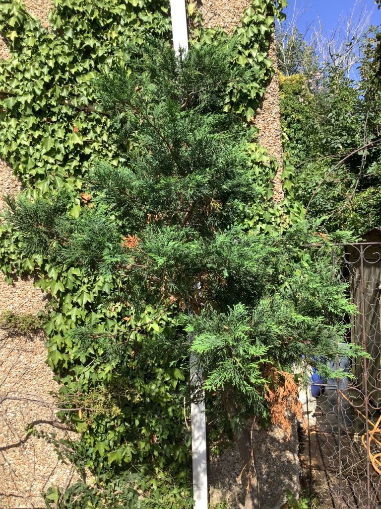 Established Conifer Tree in Large Pot – Healthy Greenery
