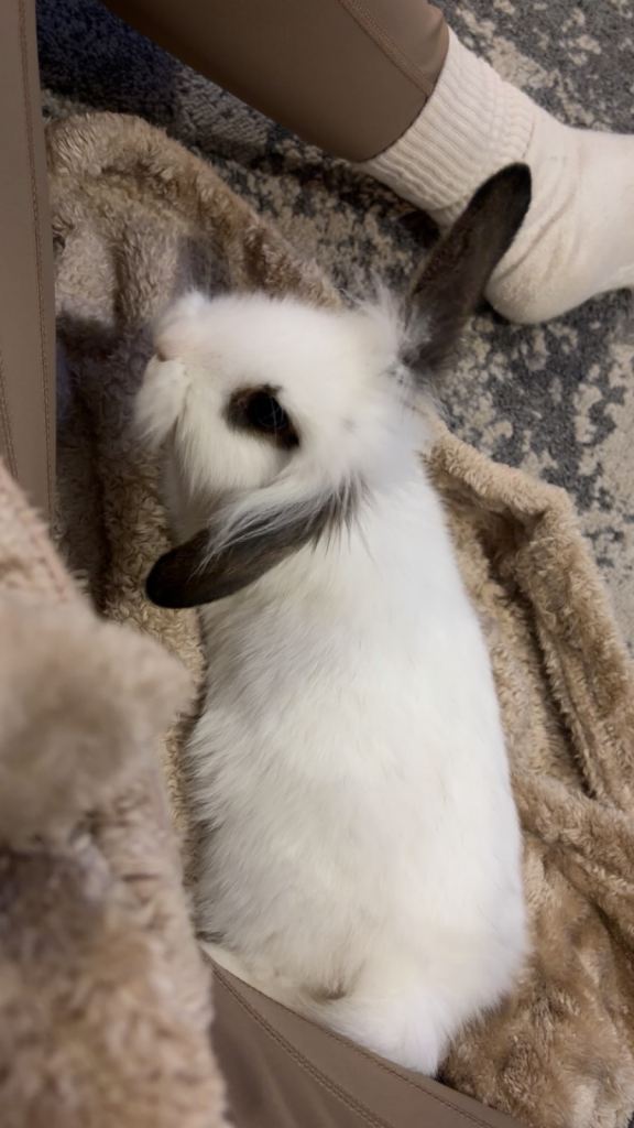 Male rabbit with double hutch food and toys 