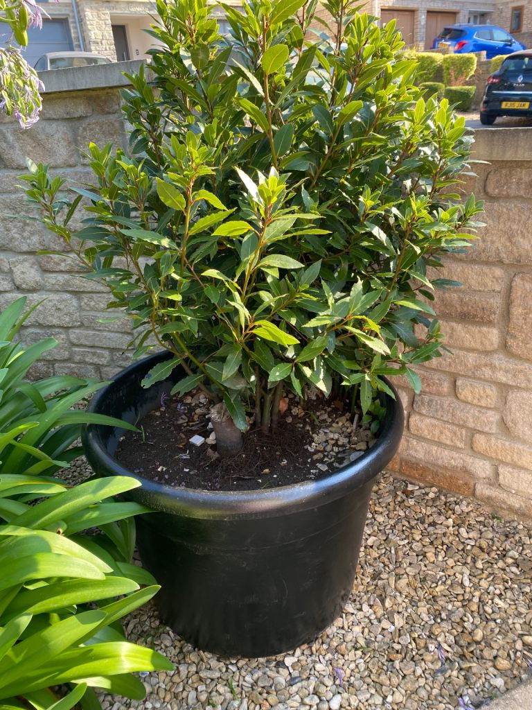 image for Bay Tree in Large Pot