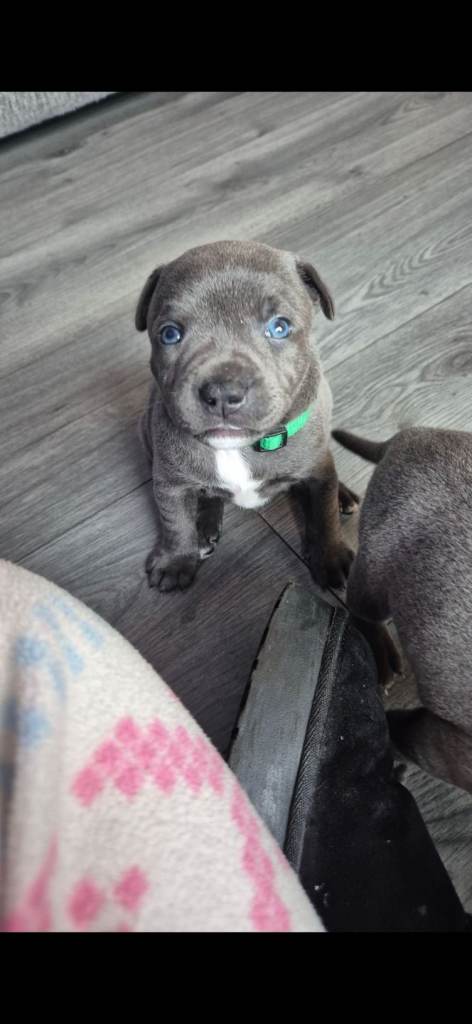 Staffie pups