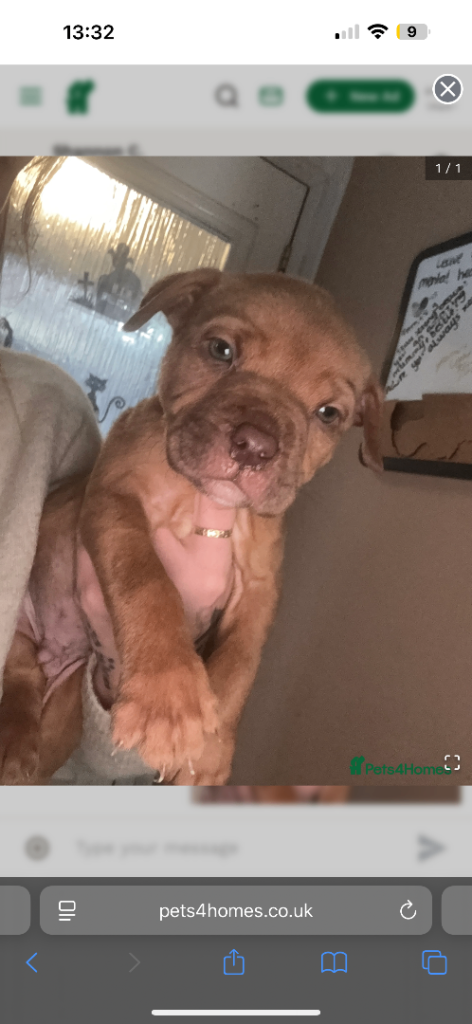 Staffie x Italian mastiff puppies 