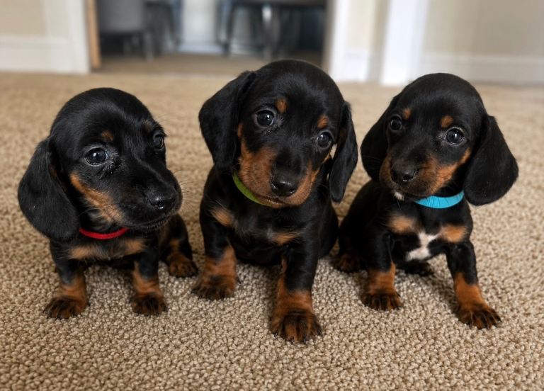 Stunning Smooth-Haired Black & Tan Dachshund Puppies – Ready Now 