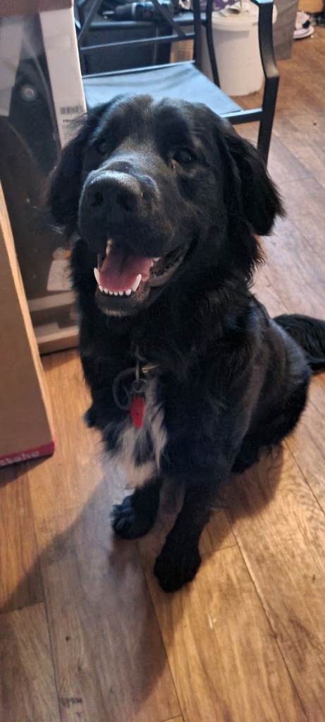 Springer x german shepherd