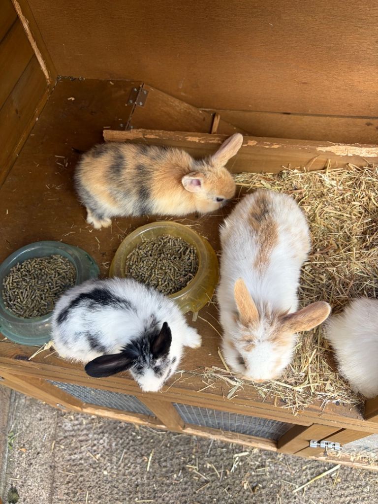 8x Mini lion lop baby bunnies 