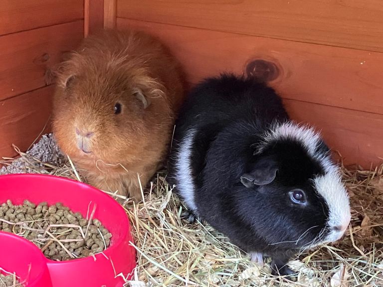 2x male bonded guinea pigs and hutch 