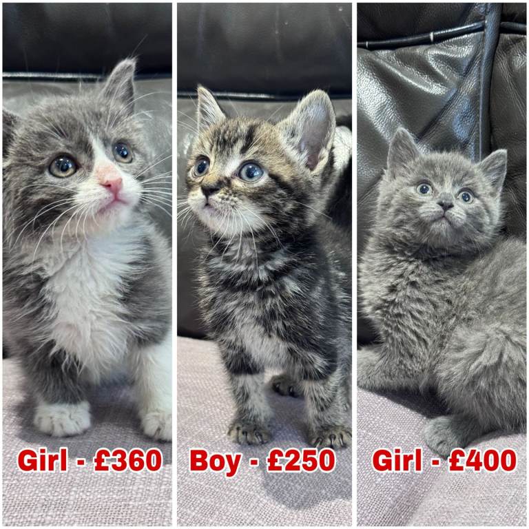 Kittens 