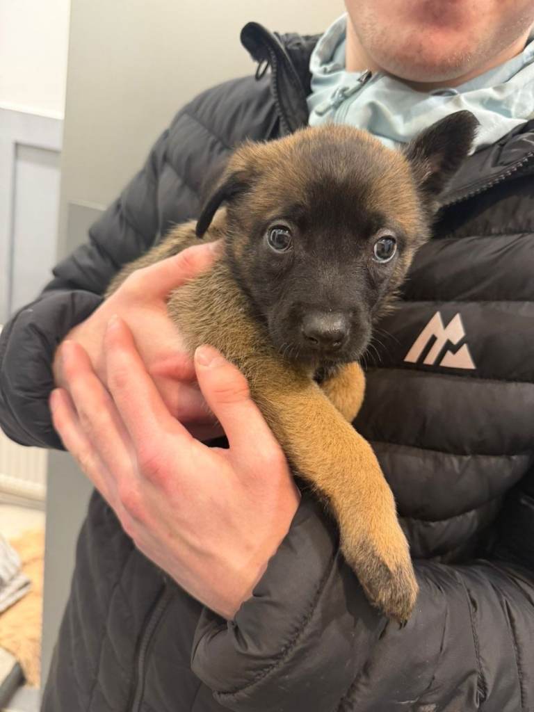 Belgian Malinois puppies 