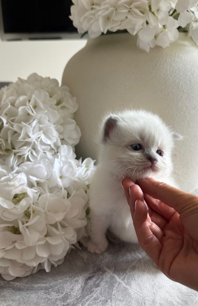 Ragdoll kittens 