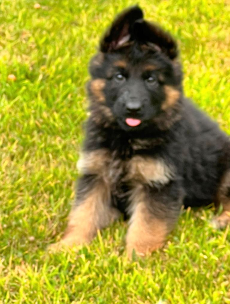 German Shepherd 