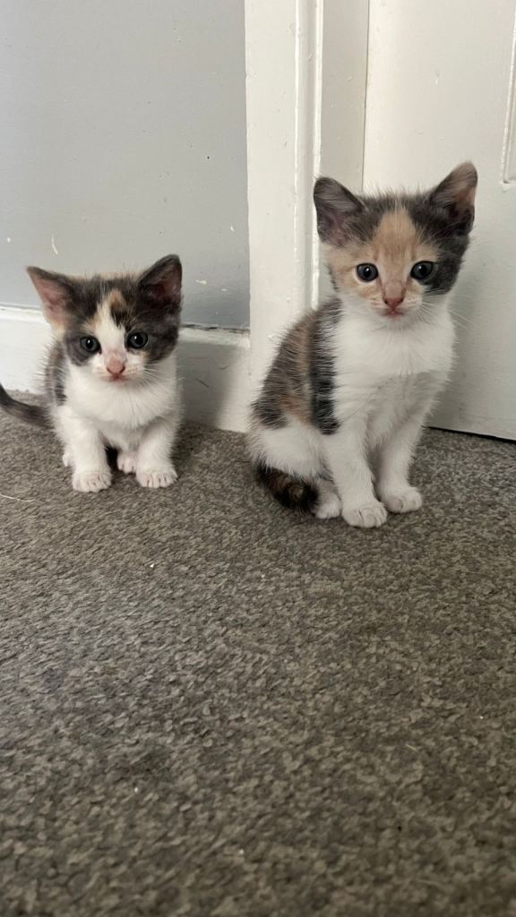 Beautiful Ragdoll Cross Kittens – 2 Females & 1 Male