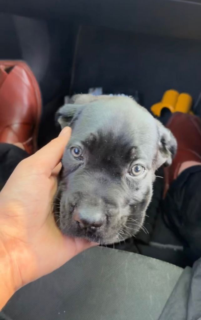 Cane Corso Puppy