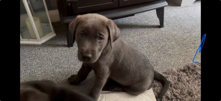 Beautiful Labrador pups