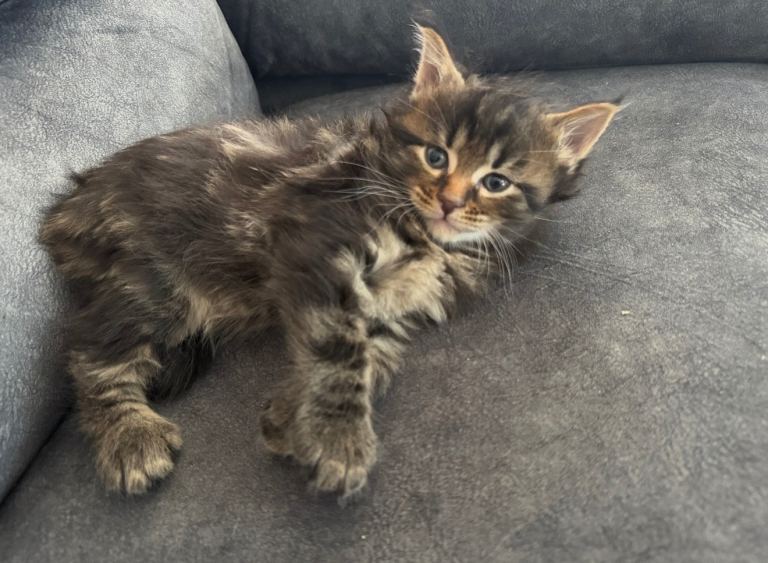 Gorgeous Maine coon x Siberian kittens