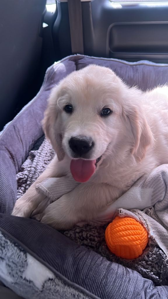 Golden retriever puppy including toys and necessities. 